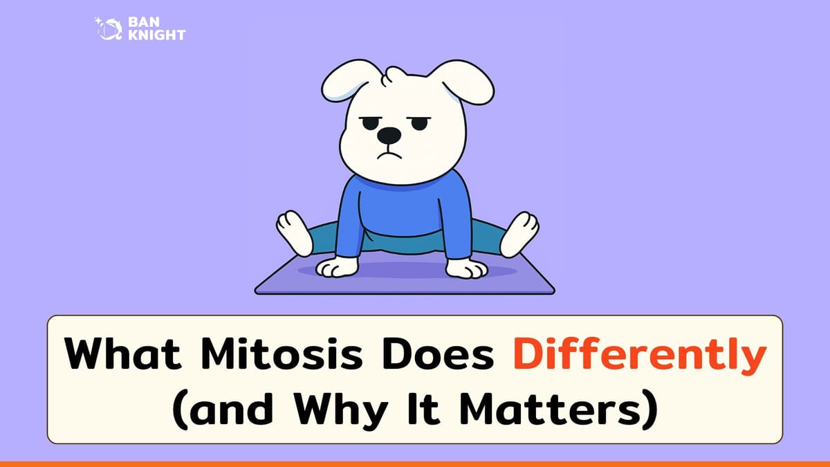 What Mitosis Does Differently (and Why It Matters)