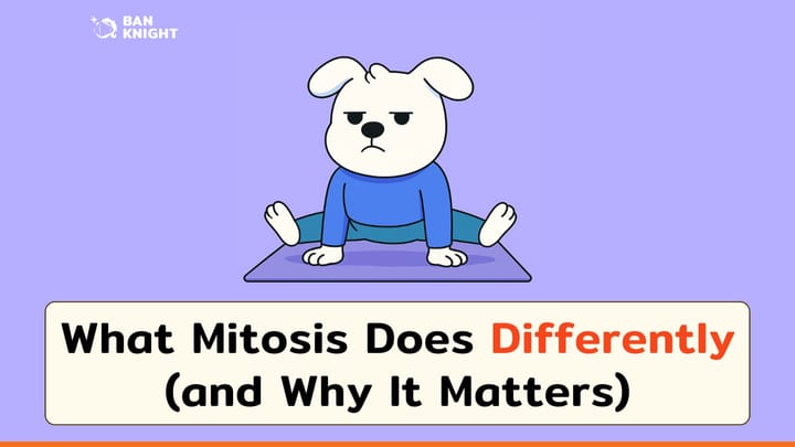What Mitosis Does Differently (and Why It Matters)